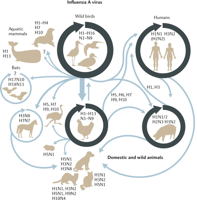 There have been some interesting developments with the panzootic (aka a pandemic of animals) H5N1 in mammals over the last few months. Though I'd write a brief thread covering Polish cats, South American sealions and European fur farms.