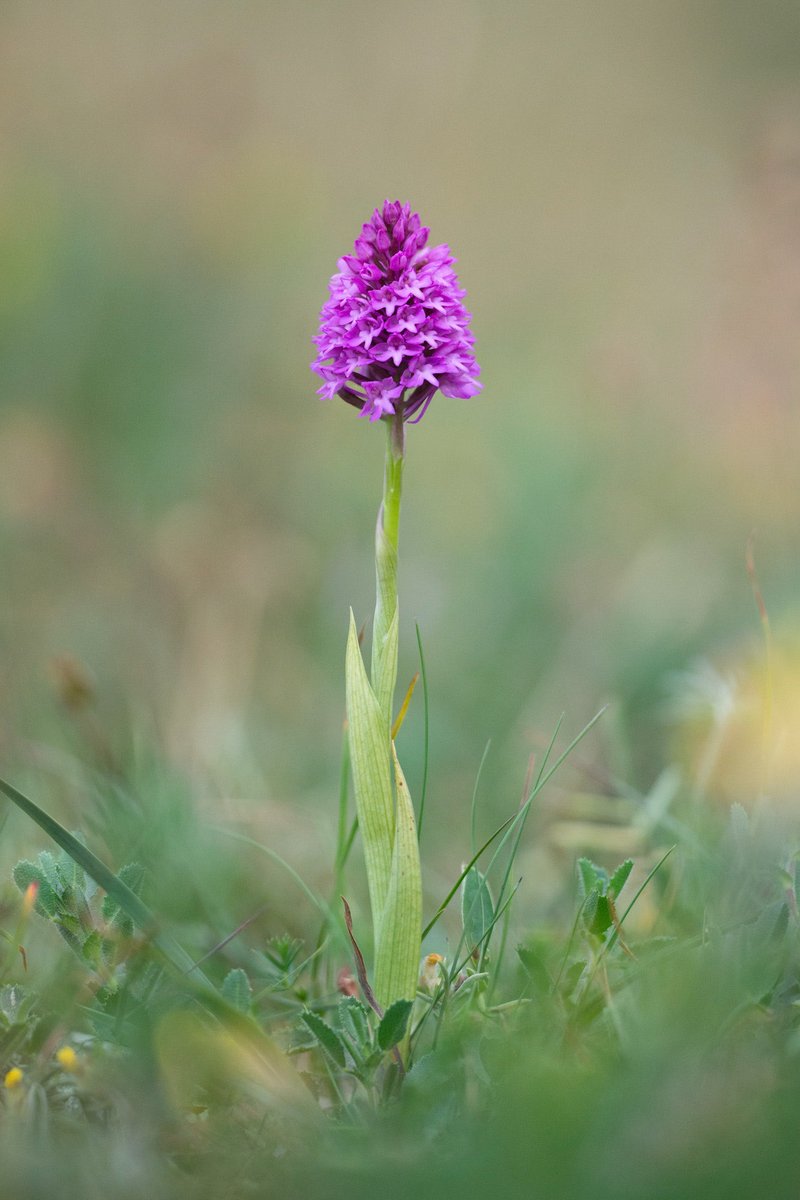 SimonGray14's tweet photo. Pyramidal Orchid at Killard NR Co Down, the pink colour of these flowers doesn’t seem real! @UlsterWildlife @RSPBNI @daera_ni @BSBI_Ireland @Love_plants #killard #pyramidalorchid https://t.co/Tb7OcWsFjD