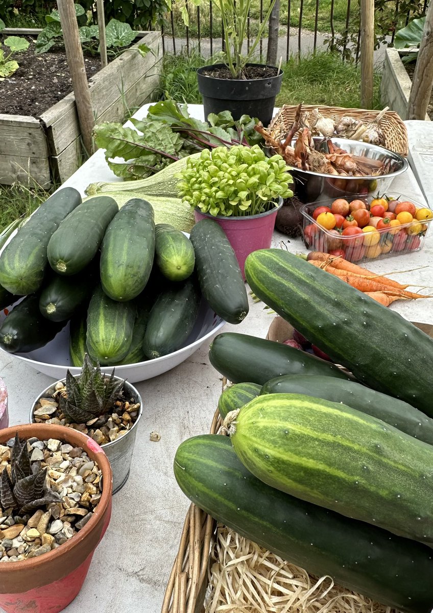 Bandstand Beds tweet media