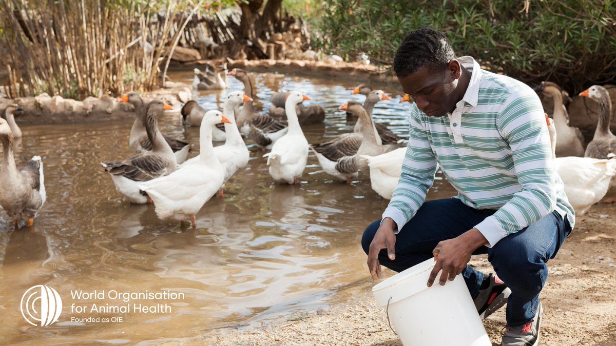 Controlling 🦠animal pathogens🦠 at their animal source is the most effective and economic way of protecting people.

Animal disease outbreaks can cause devastating economic losses, especially in rural communities that depend on livestock production. #OneHealth