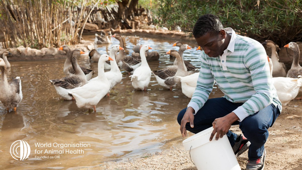 Controlling 🦠animal pathogens🦠 at their animal source is the most effective and economic way of protecting people. Animal disease outbreaks can cause devastating economic losses, especially in rural communities that depend on livestock production. #OneHealth