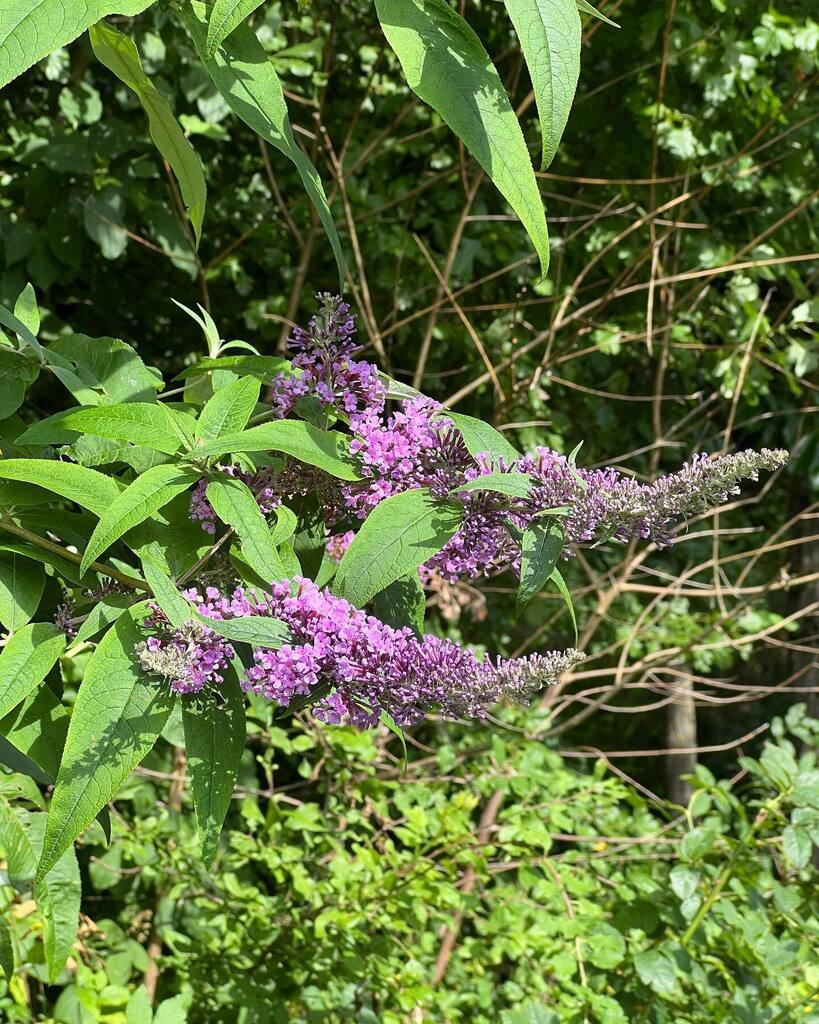 Rickenharp's tweet photo. Lots of purple https://t.co/bPPsUGQ21f https://t.co/fSkTR4FQvD
