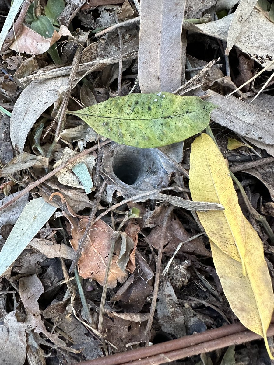 Great to see the new neighbours have moved in over the back fence, where I’ve been restoring the native plant beds. Sure, I might need some anti venom. But hey, we have neighbours!