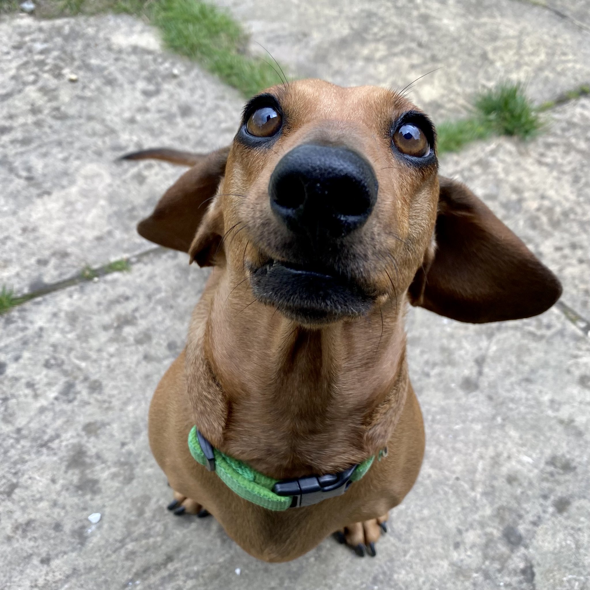 Sausage Dog Hotel on Twitter "Rolo is here and ready for his treat! https//t.co