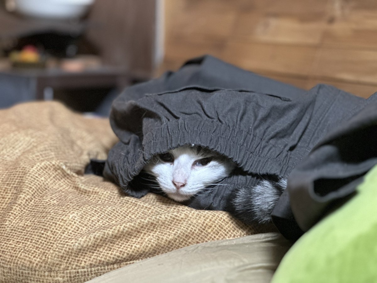まだ一度も履いてないけど毎日そこで寝るから毛だらけなんですが！！

#ねこのいる幸せ
