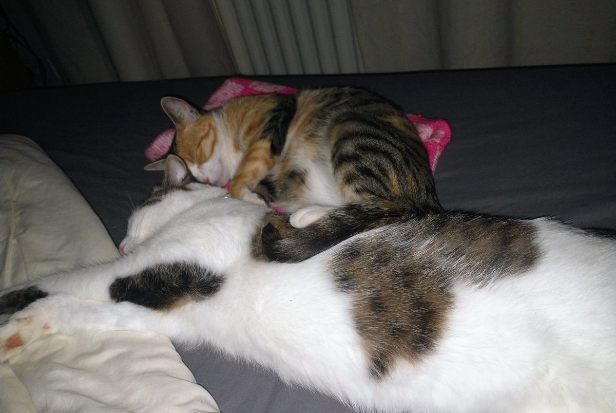 EmmaJTaylor76's tweet photo. @Yorkscatrescue Bonded pairs are fabulous. The way they interact with each other is so lovely. Here's our two last night, 2.5 months after being adopted from @MillbrookCats 😻❤️🐈#adoptdontshop #rescuecats https://t.co/jooOjGzQam