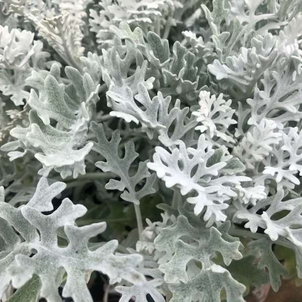 BIG PLANT 🪴 SALE this weekend. Saturday and Sunday 11am to 3pm