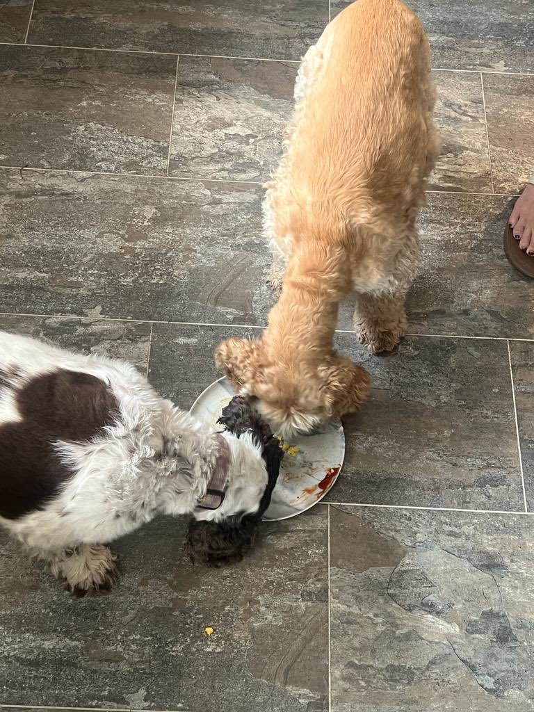 To celebrate Isky’s first week in his #ForeverHome #SaturdayBreakfast this week was epic
We started with kippers, then had sausage, egg & bacon 
Isky was impressed #HesStaying 
Roll on next Saturday 
He & Mo even shared the plate 👍
#AdoptDontShop