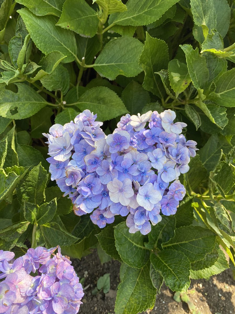 梅雨が明けました☀️

花火大会のシーズンを迎える🎆

八月を前に倒れそうな暑さ…

来週も猛暑日予報🫠

体調管理をしっかりと☝️

こんばんは🙇‍♂️

今日も一日お疲れ様でした🙇‍♂️

優しい心の繋がりに感謝してます🙇‍♂️

今日も一日に感謝して🙏

紫陽花さん🤗心♡からありがとう😌