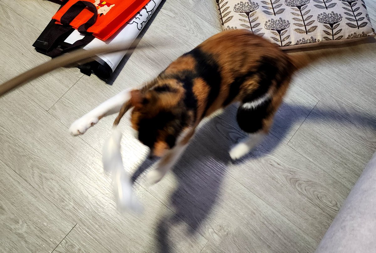 새 장난감이 좋은 고양이