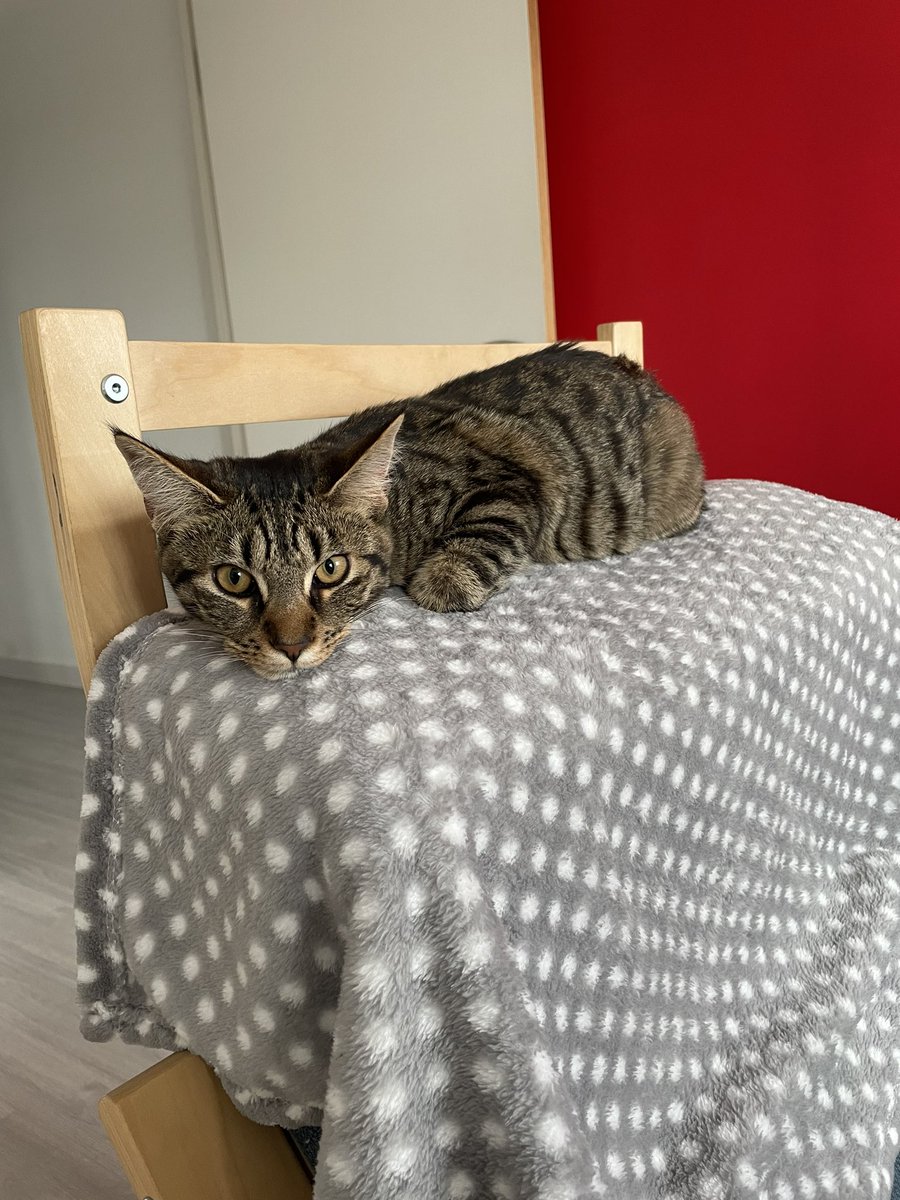 DrAscanelli's tweet photo. Happy #Caturday 😻 https://t.co/LJ1Et6f2dW