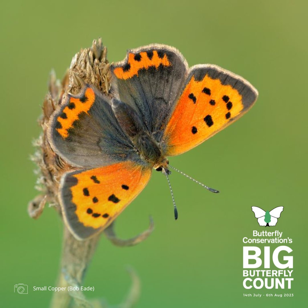 The Small Copper: a sun-loving beauty 🌞 🧡 🦋 

This fantastic butterfly may be widespread in the UK, but it's facing challenges with declines in recent decades. 📉 

One to record on the #BigButterflyCount 👉 bigbutterflycount.org