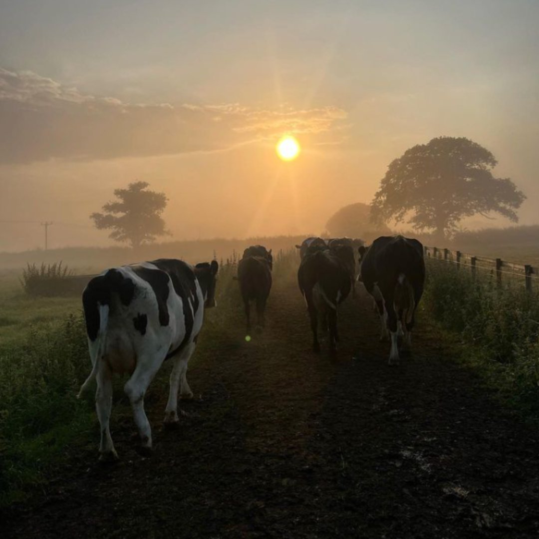 Datamars Livestock tweet media