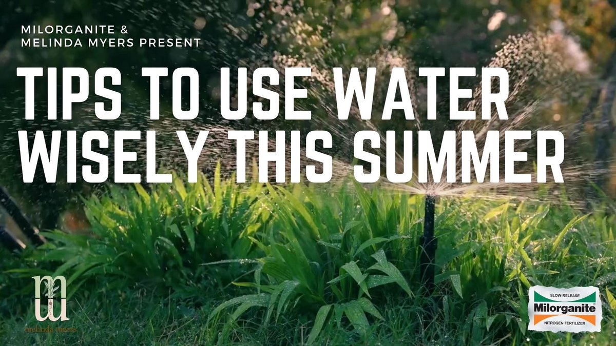 Milorganite's tweet photo. Too much or not enough water and never when you need it. That seems to be the long time plight of gardeners. Learn tips to be a water-wise gardener with @Melindagardens.  https://t.co/hU3HxxiJPJ https://t.co/d24OcE6uqW