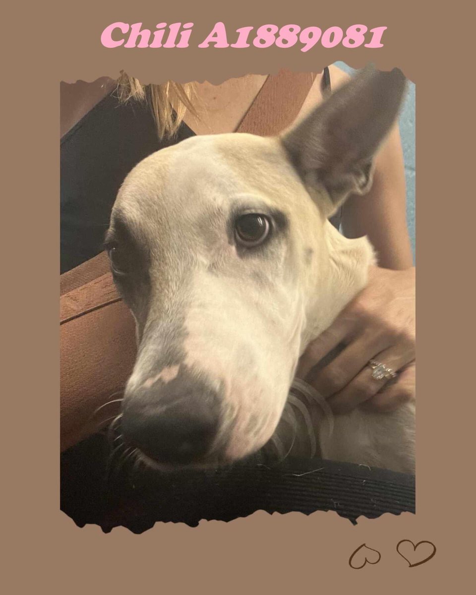 KILL LISTED SATURDAY 7/22 at BARC #Houston

💙𝐂𝐡𝐢𝐥𝐢 𝐀𝟏𝟖𝟖𝟗𝟎𝟖𝟏  
Male / Staffordshire Mix / 1Y 5M / 46.0 lbs / HW-

💙𝐌𝐨𝐬𝐞𝐲 𝐀𝟏𝟖𝟖𝟖𝟗𝟎𝟖 
Male / Boxer Mix / 7Y / 47.6 lbs / HW+

#dogsoftwitter #Texas #TX 
1/2…