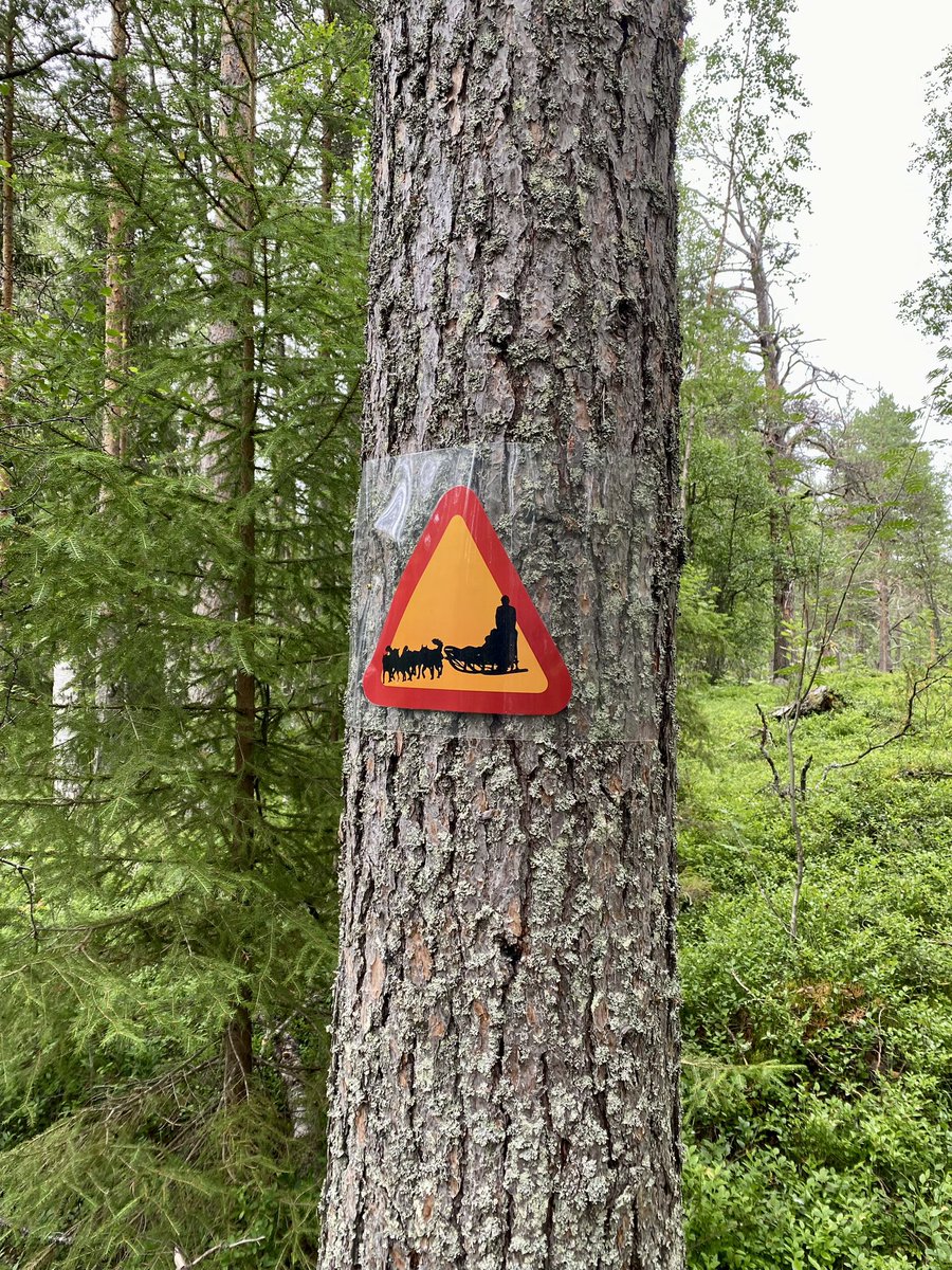 gnildron24's tweet photo. Skönt med promenad runt energileden. #frevisören #energileden #skogsbad #skogspromenad #goldendoodle #kalix #norrbotten #sommar https://t.co/UV0NEIxGgx