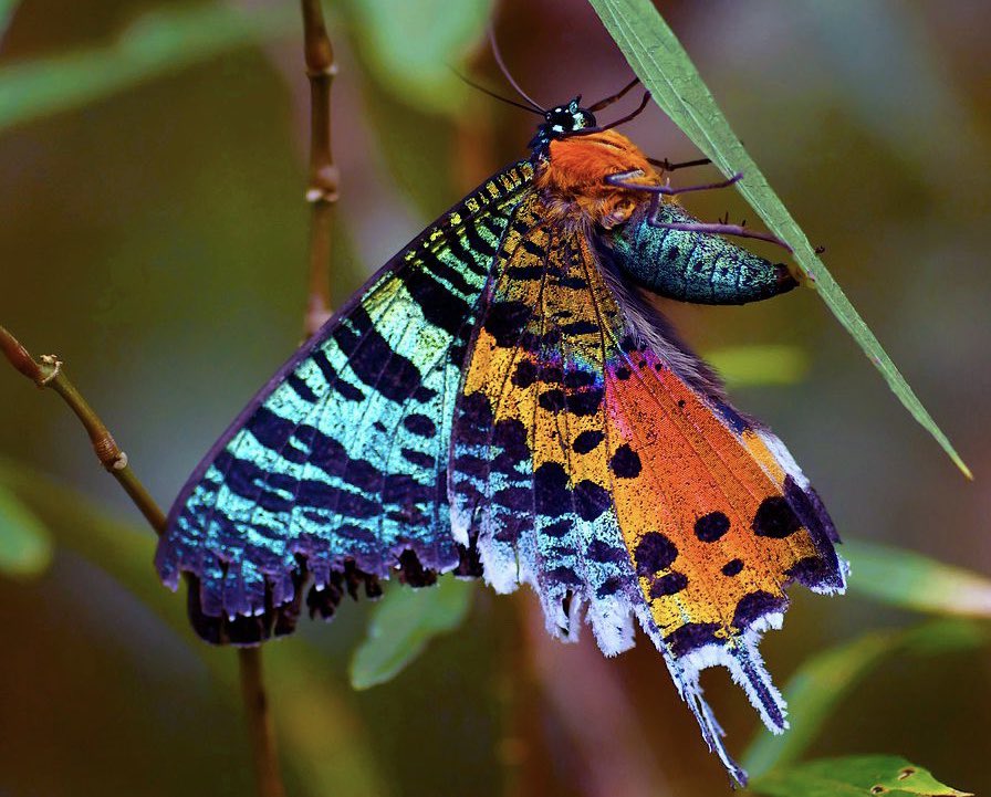 It's the start of #NationalMothWeek! As a #moth lover and scientist, I'll be posting a moth photo/video each day this week with cool facts about them. Here's the first, one of my favorites - Madagascar Sunset Moth (Chrysiridia rhipheus). Photo: J. Sullivan (L), anonymous (R).