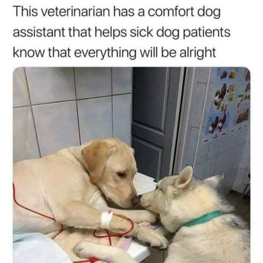 ThePetsParty's tweet photo. This is such an awesome idea! Anyone had a similar experience? 🐶
#PetQuestion #DogLife #DogParenting #DogLove #Dogs #Puppies #DogHelp #DoggyCare #PetCare #DogHealth #Doggos https://t.co/MGSqZ0yQ4m
