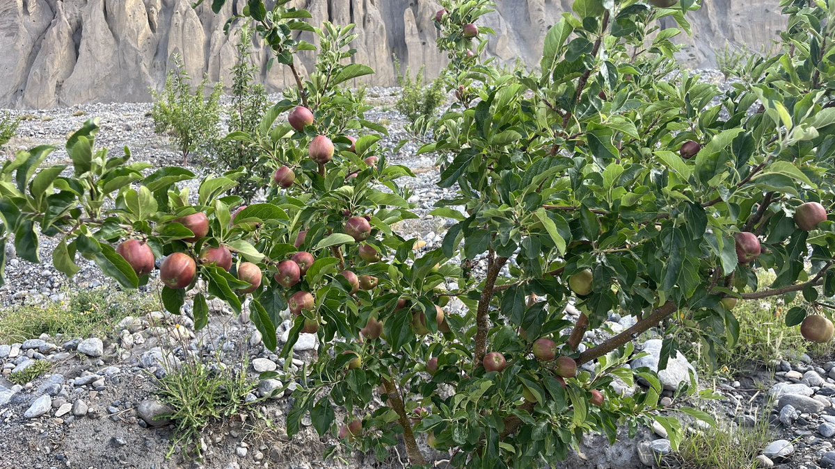 DewaApples's tweet photo. Dhye Thangchung apple garden (Dewa Apples) -22nd July 2023 https://t.co/wEKFRXUBHZ