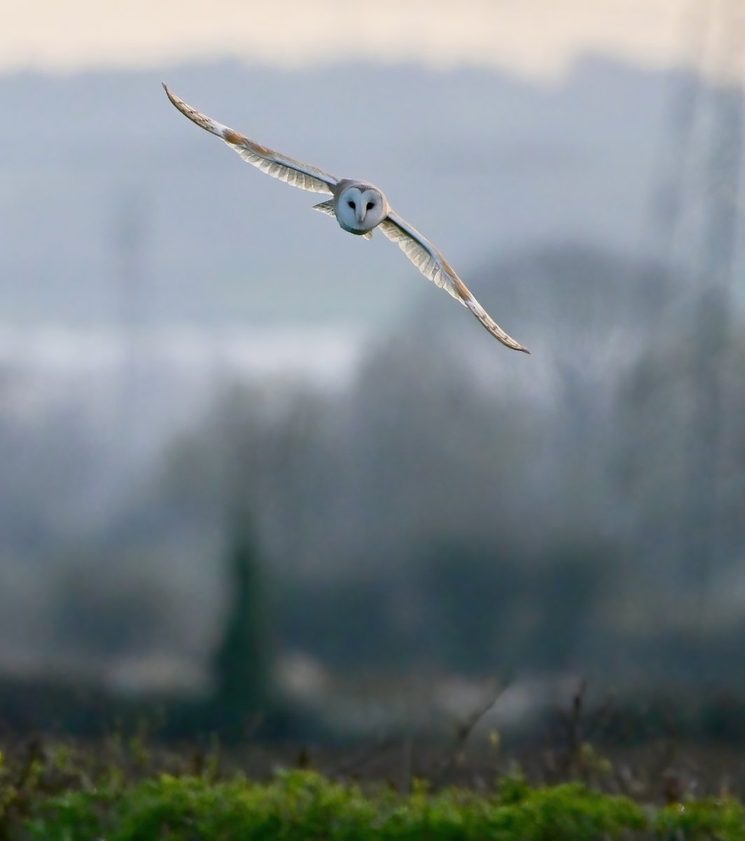 Carl Bovis tweet media