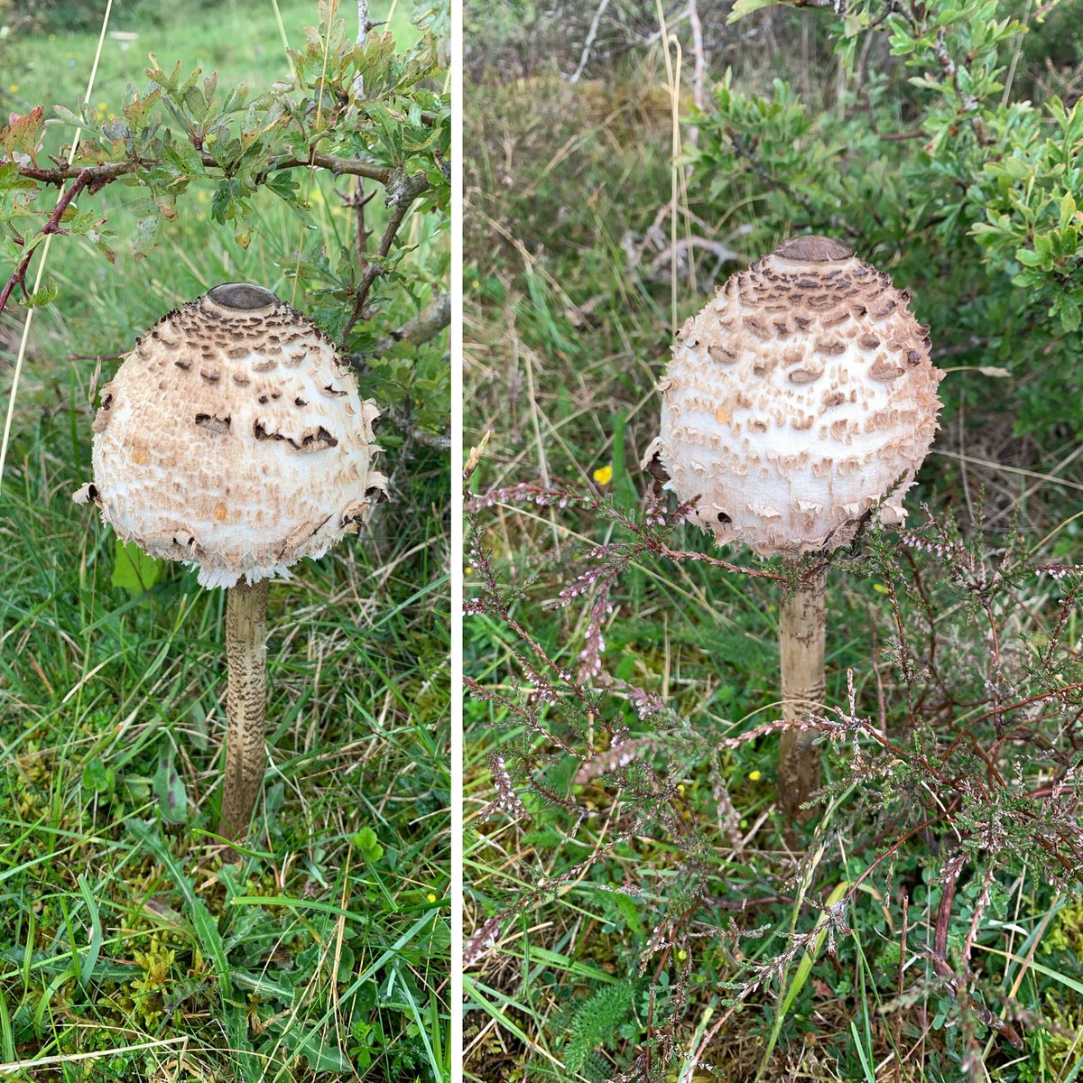 Seriously big Parasol Mushroom dwarfing heather next to it. #fungi #SouthCumbria