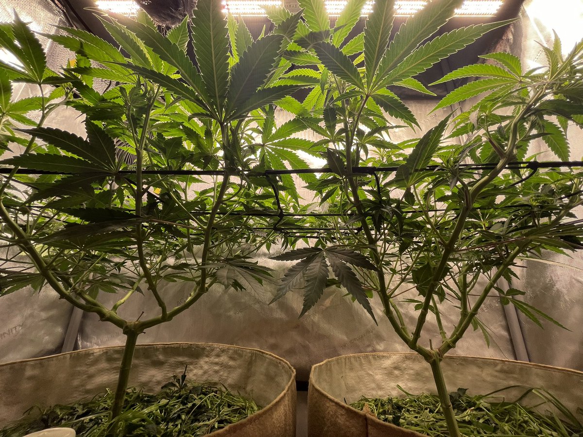 AvantGrow's tweet photo. UNDER—OVER 👁️🌿 what do you think of my Runtz x Layer Cake canopy? 🌺🍰 #CannabisCommunity #mmemberville #cannabisculture #cannabisindustry #CannabisNews #420community #420friendly https://t.co/1YcNvSqqUR