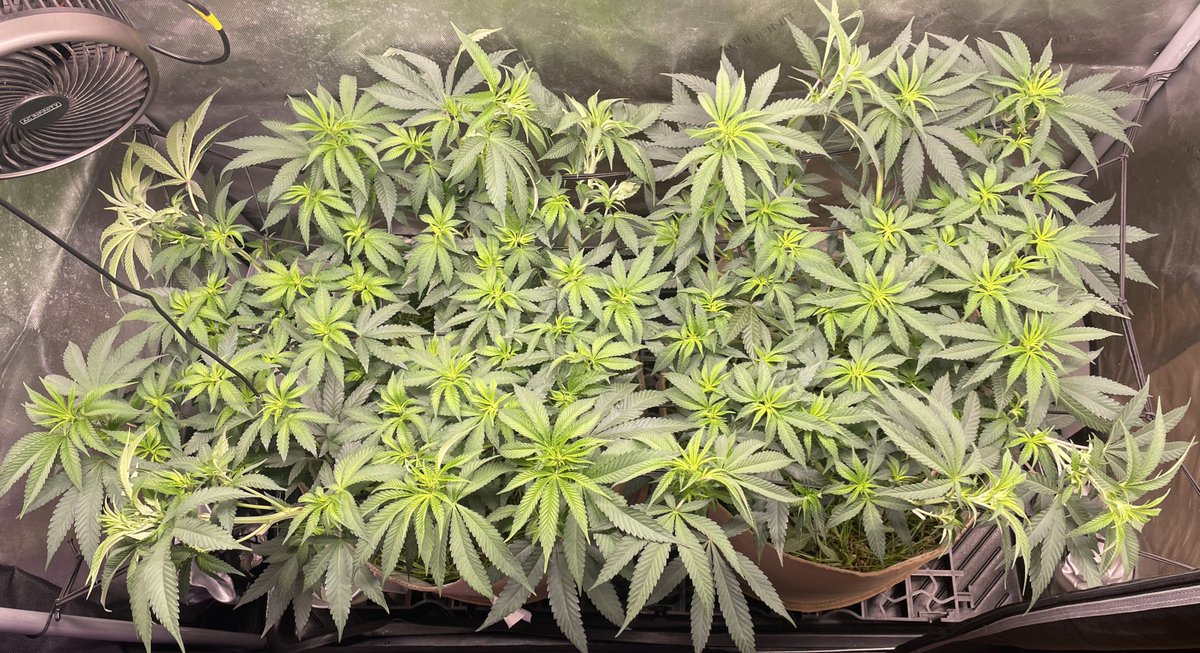 AvantGrow's tweet photo. UNDER—OVER 👁️🌿 what do you think of my Runtz x Layer Cake canopy? 🌺🍰 #CannabisCommunity #mmemberville #cannabisculture #cannabisindustry #CannabisNews #420community #420friendly https://t.co/1YcNvSqqUR