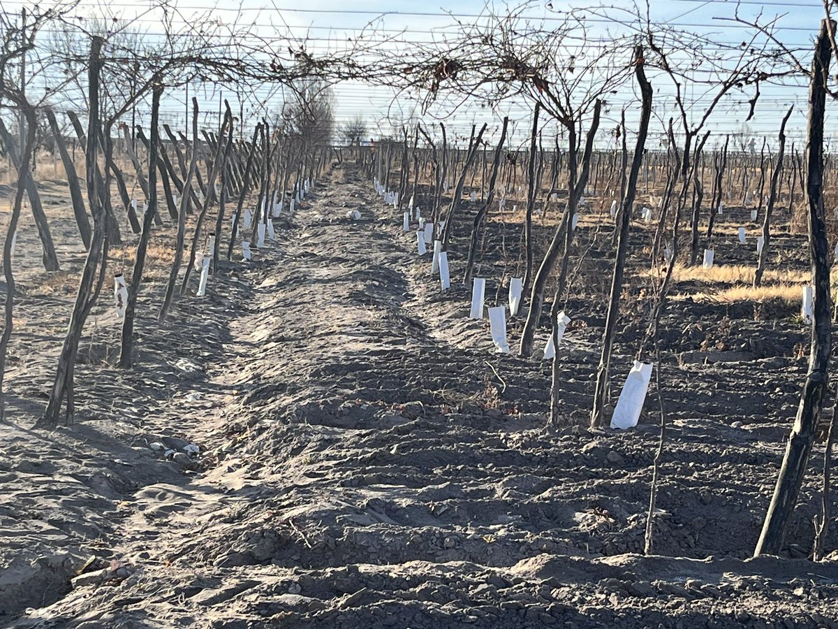 Así seguimos todos los días trabajando en Viñas y Bodega LattaricoWines.
Junto a Nuestro Enólogo/ <a href="/PabloBassin/">Pablo Bassin</a> 
Que sea Luz!!!!!! <a href="/avilacristian18/">Cristian Avila</a>