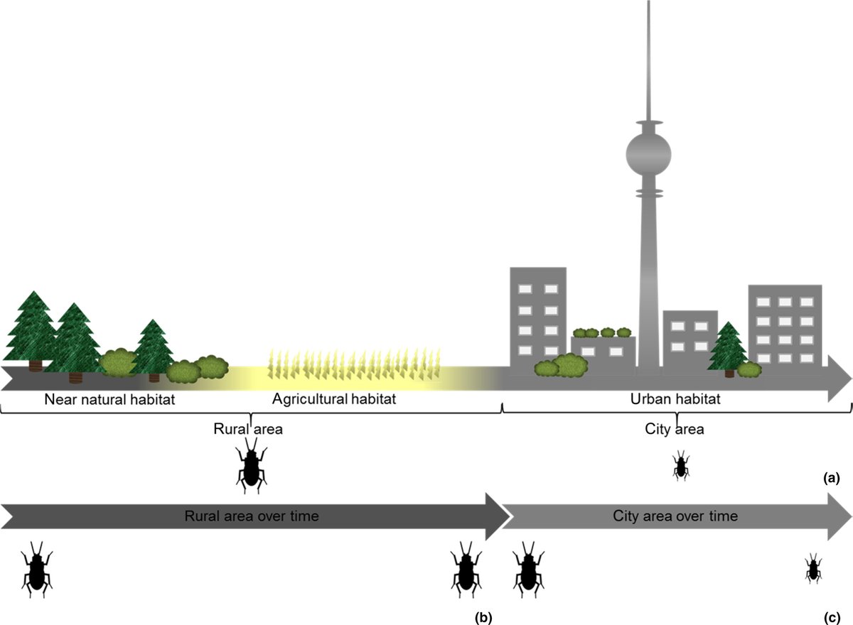 Community ecology of carabid beetles tweet media