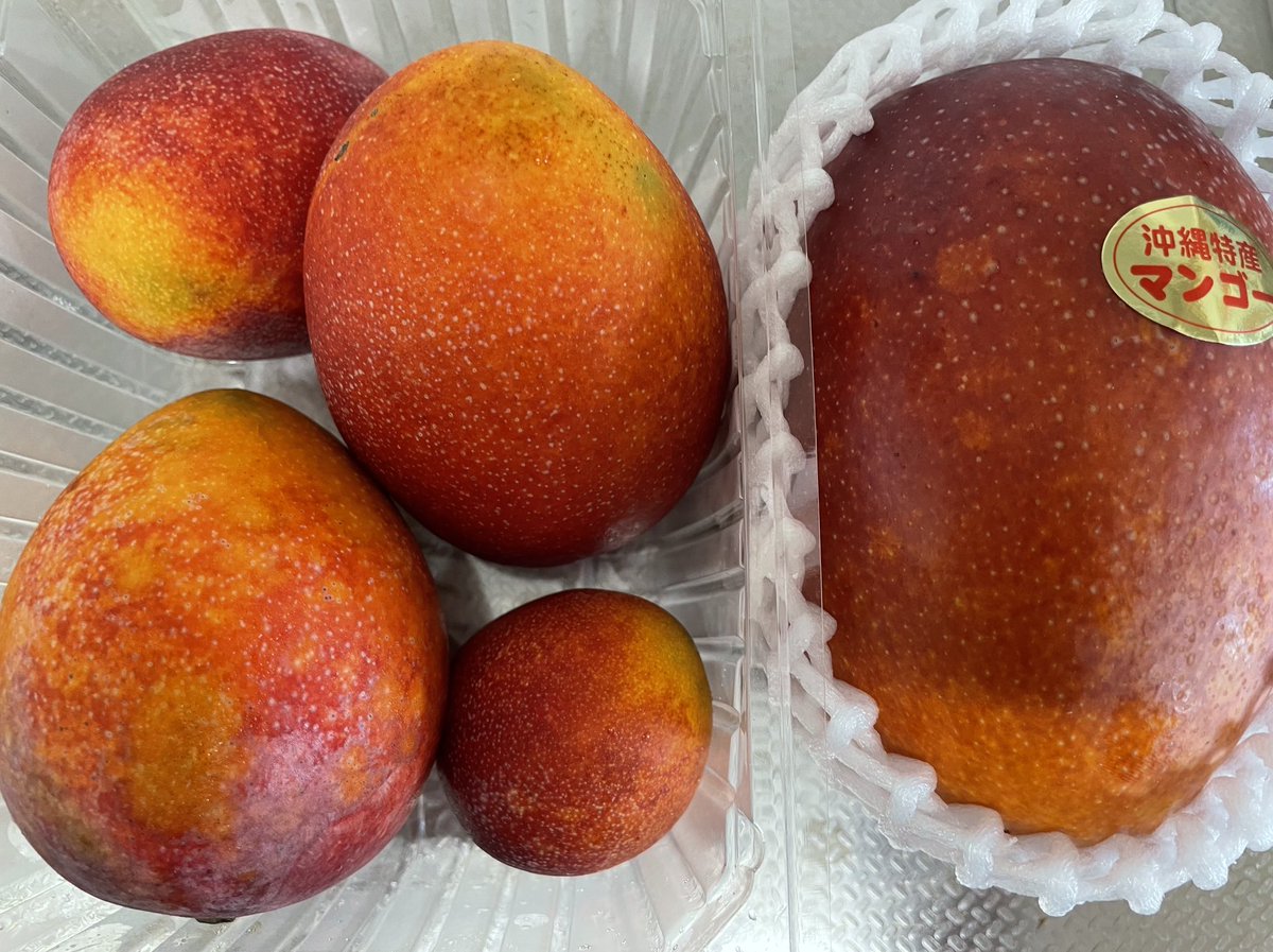 ミニマンゴー - Search / X