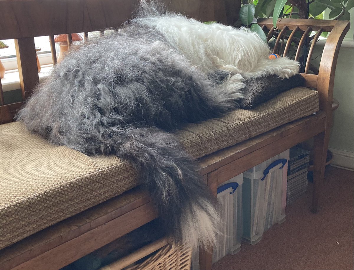 caniscausa's tweet photo. First day of the school summer holidays and of course it’s raining. Never mind, I’m keeping watch of the Anglian builders building an annexe to the house across the street. There’s lots to bark about so I’m sleeping the rest of the time! 😴👹😴 #SaturdayMorning #WindowWatch https://t.co/n7pURNJLP3