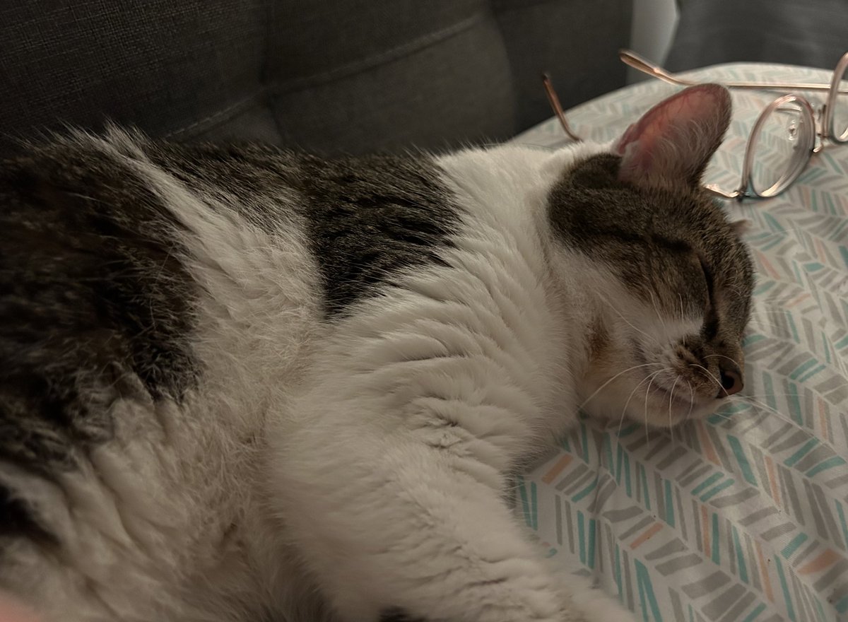 CodeIntrovert's tweet image. Happy #Caturday 
Pepper had been missing for 18 days and she made her way back home last night!