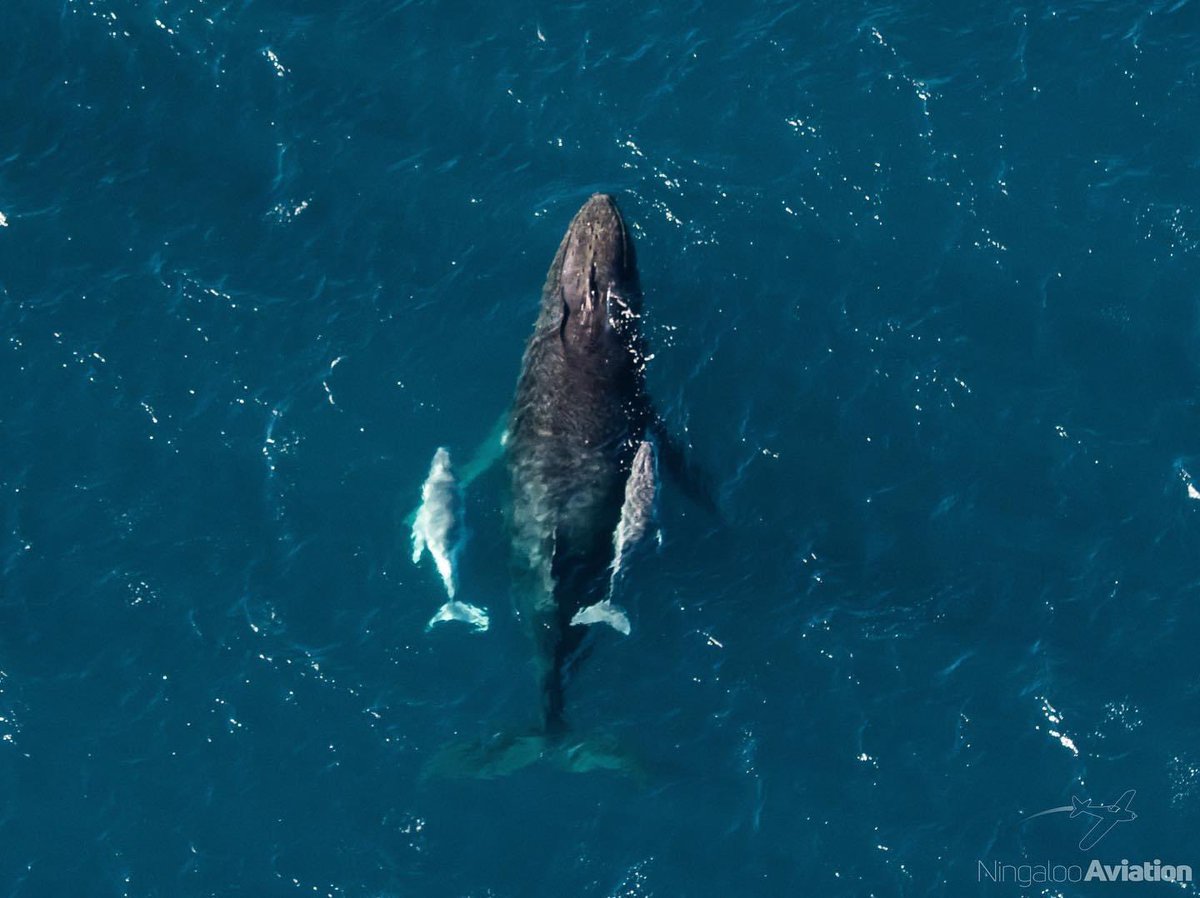 An amazing sighting today of Western Australia. Humpback #whale mother with two calves…. This is unusual. Twins? (Unlikely, not impossible), Escorting another calf? #watchthisspace 

#whaleon #WA #westernaustralia #australia 

📸 Nigaloo Aviation