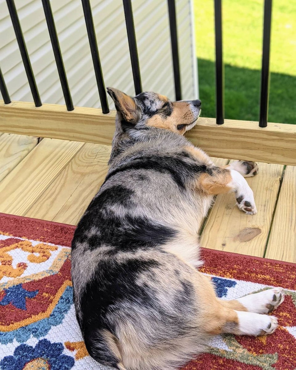 Fur Friend @adventurepupwinston knows that there is nothing like taking a nap in the cool summer breeze 🌬️😎 

#EvolvePets #ChooseEvolve #SummerBreeze