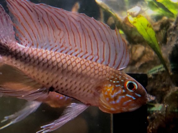 パパさんのリネアタに憧れて招いたアクアエフさんで、混じり抜きのリネアタ。もう7年前。この当時は、リネアタだけ来るってのが、あまりなく混じりから抜く感じでしたっと昔話。
AP.リネアタ

aquarium.blogmura.com/apistogramma/r…

#毎日アピスト #キンメの毎日　#アピスト
#水草 #熱帯魚