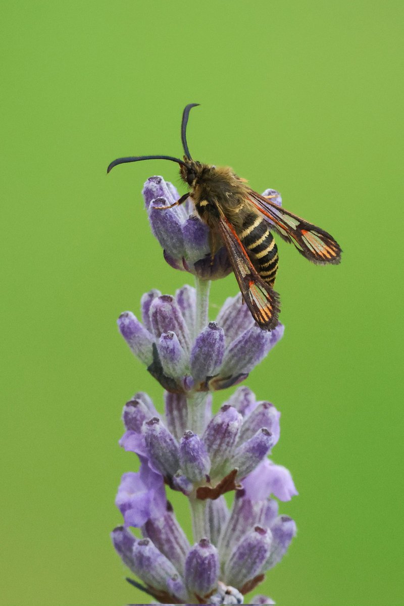 Six belted clearwing on my lavender before the rains came (again🙄) .  Male I think six to having six yellow bands instead of the females five? 🤔 #clearwing #moth_captures #mothphotography #TwitterNatureCommunity #TwitterNaturePhotography #canonuk #NatureBeauty #naturelovers