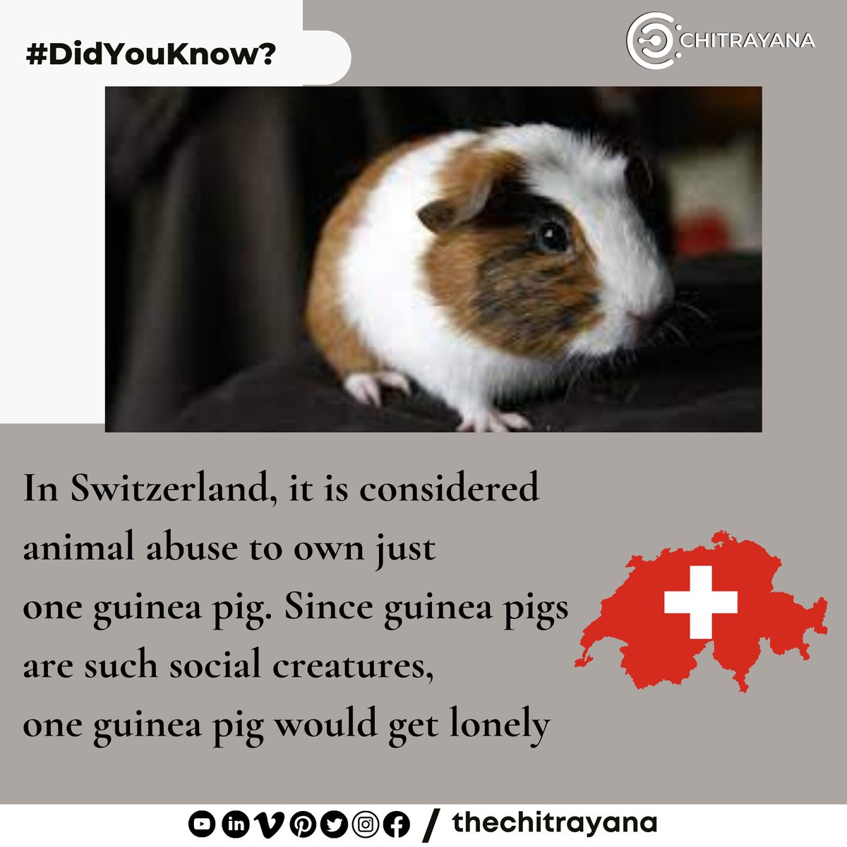 thechitrayana's tweet photo. #DidYouKnow
Guinea pigs are so social, even the Swiss government thinks they should have a friend!
#thechitrayana #switzerland #guineapig #responsiblepetownership #socialcreatures #adoptdontshop #animalabuse #facts #aroundtheworld https://t.co/gASaaDDkTj