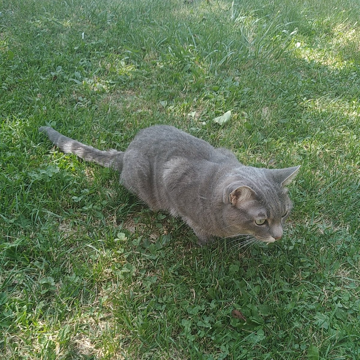 SoS_Gioliber's tweet photo. Meet Luna, this fluffy silver creature is the true inspiration for our game <3
#cats #aww #SongOfSilver https://t.co/csXlJMTm8c