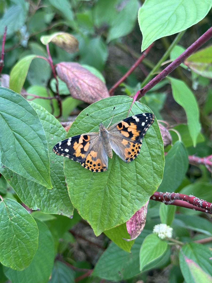 Yesterday we released our painted lady butterflies🦋 What a wonderful way to end the year! The Year One team thank each and every one of you for a great year. We wish you all a wonderful summer! ☀️