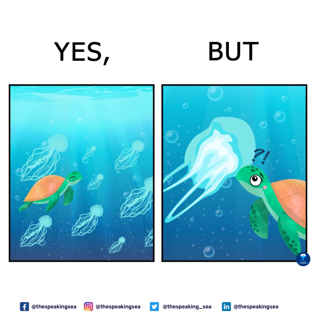 thespeaking_sea's tweet photo. Sea turtles often mistake plastic for their favorite food, jellyfish. They ingest the bags leading to consequences for the turtles' health and survival.
#SaveTheTurtles #plasticpollution #yesbut #sdg14 #savephseas #thespeakingsea #naae #sdgs #enviroeduc #scicomm https://t.co/iCBZsfLUuN