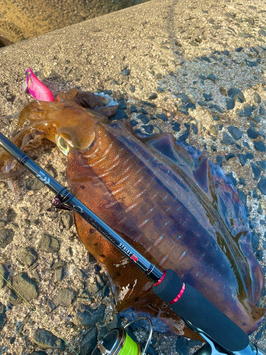 wacchi9131's tweet photo. 夕まずめに夏イカ釣行🦑
キロアップ釣れました👍🏻
Newロッドにも墨付け完了！

#夏イカ
#ストイストRT
#79MLM
#出雲 https://t.co/Y6DVOoLKV7