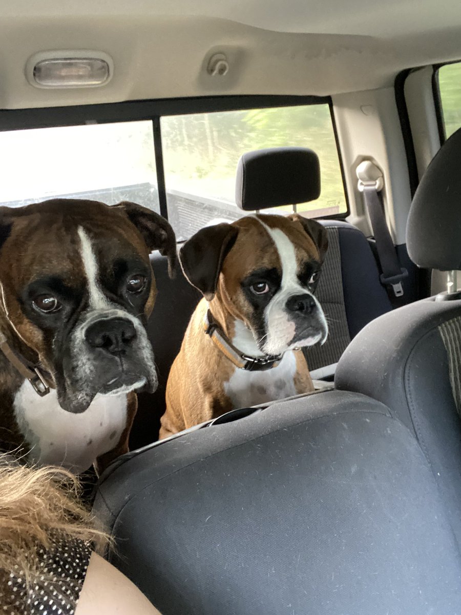 Early Saturday morning ride #boxers #boxerlife #boxerlove #dogsoftwitter #boxerdogsoftwitter