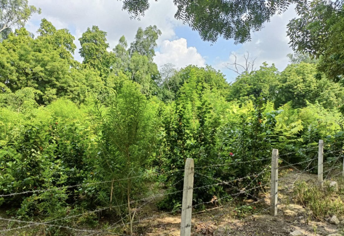 Today when <a href="/UPGovt/">Government of UP</a> planting 30 cores tree sampling all across #UttarPradesh in a single day ; Glad to share progress of last year’s plantation done at camp office of <a href="/OfficeOfDMAgra/">District Magistrate Agra</a>