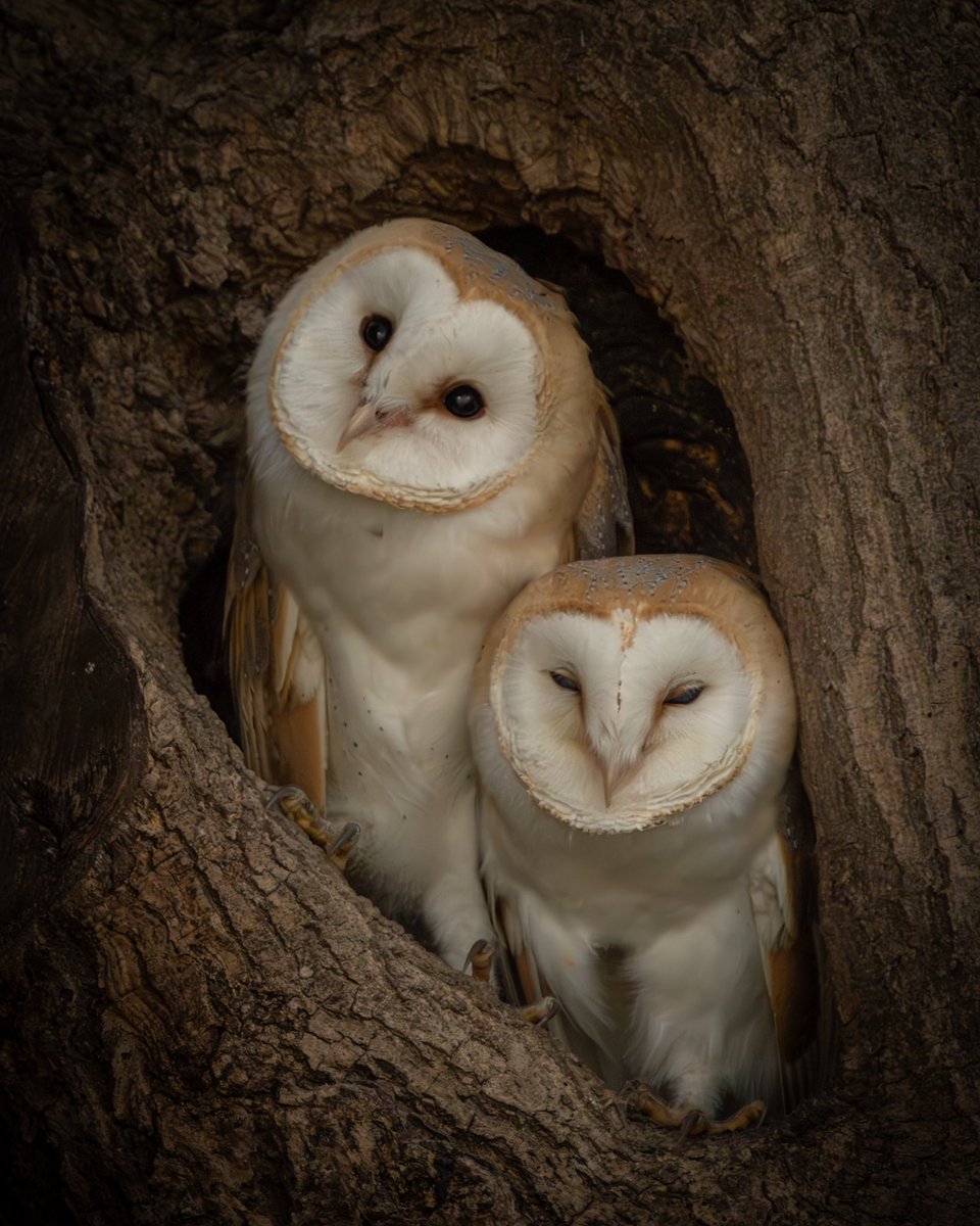 When the weather is like this 🌧️ 

You stay home, snuggle up and have a snooze .. right ? 💤 

#wildlifephotography #barnowl #wildlife #photography #sonyalpha