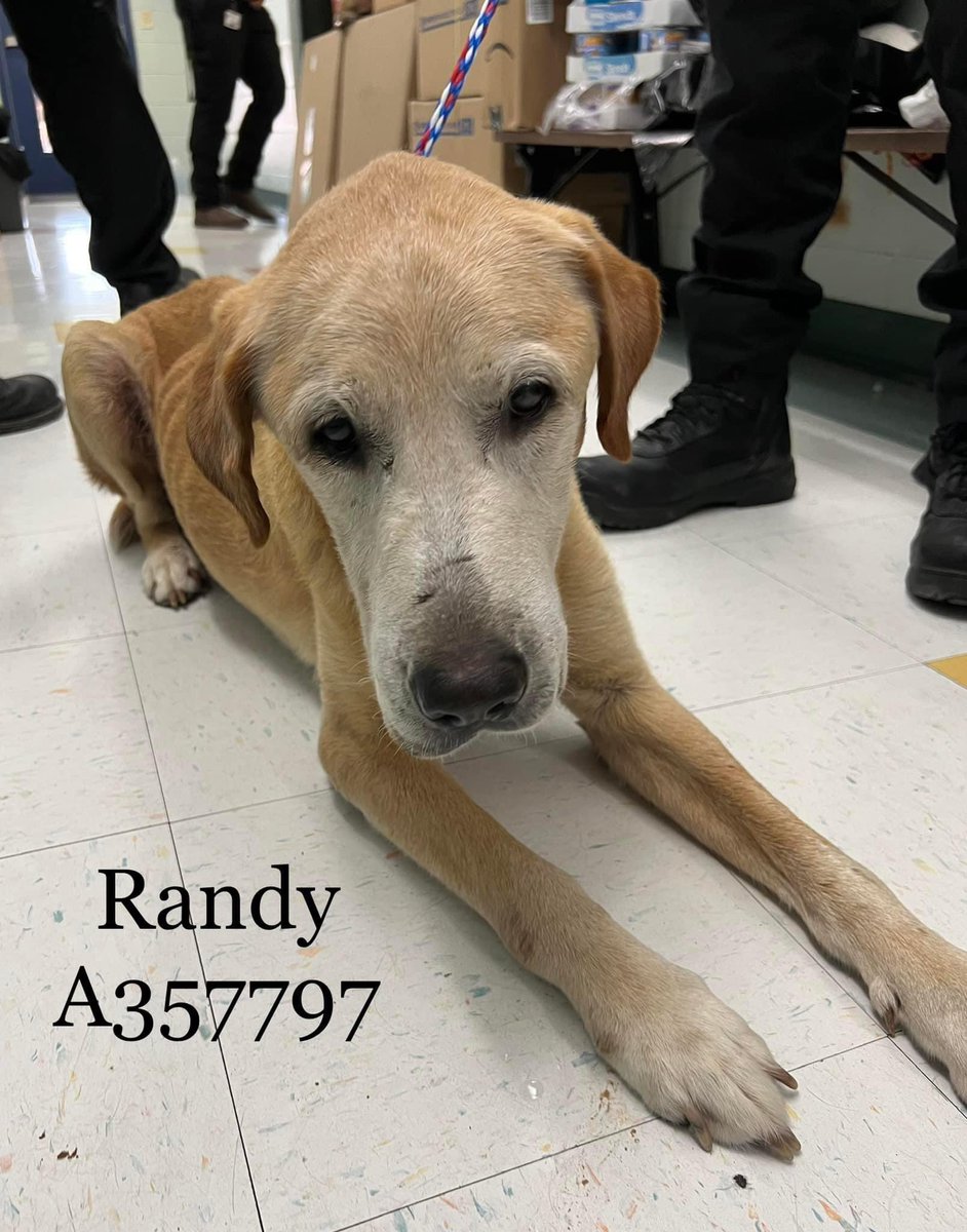 🆘🟨RANDY🏥#A357797 12 Yrs 
Swollen Testicles 8x Normal Size😢
Doesn't Want 2 Walk Must B In Pain😫
Only Stands If He Must😟Please 
Help This Friendly Pup Get The🚑
#MedCare He Needs🙏#Pledge 
☠️📍7/26 Noon📕#Rescues Pls
Contact:📧ccacsrescues@cctexas.com
☎️361-826-4630 🏃‍♀️🏃‍♂️