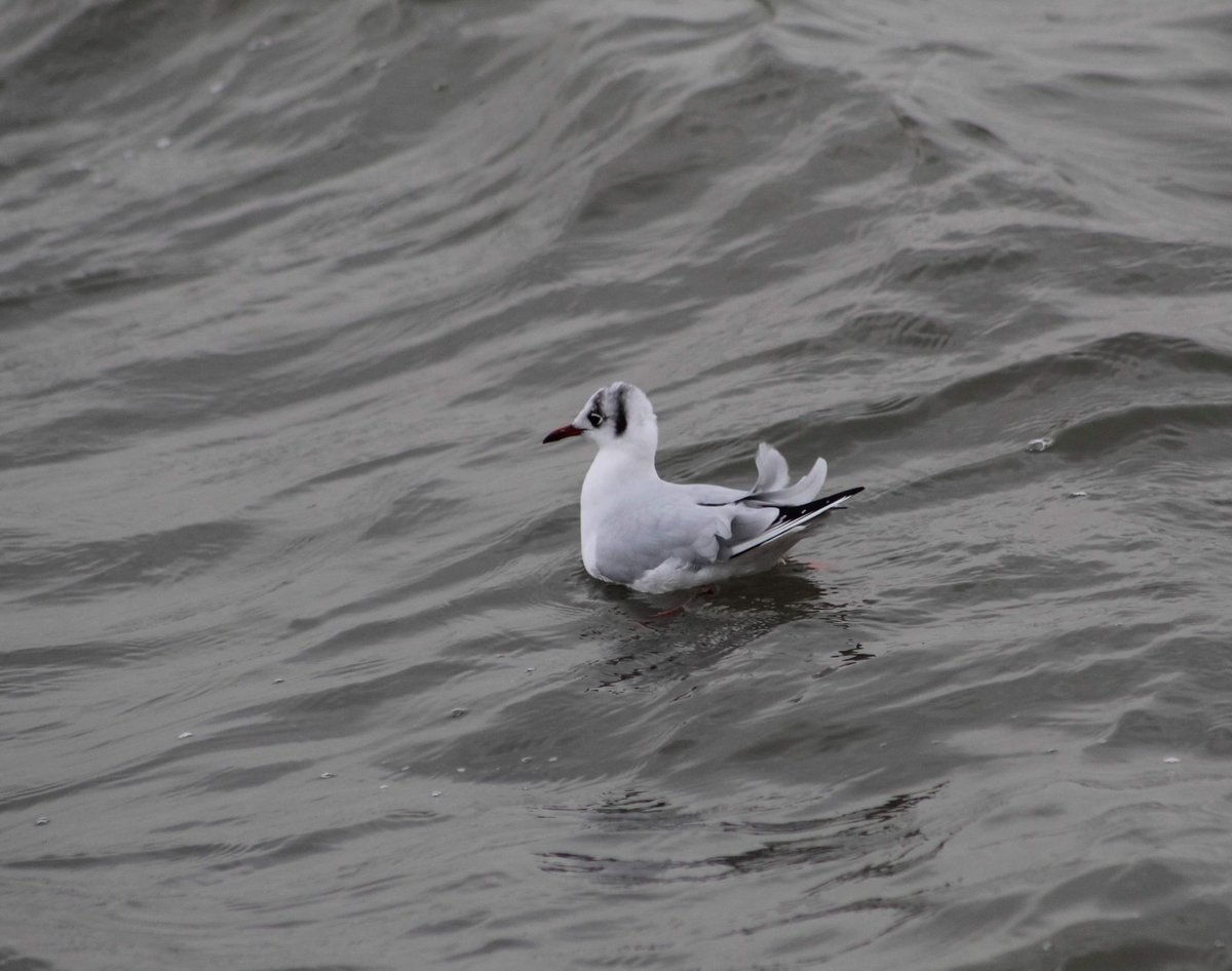 CecilTaise's tweet photo. Black headed gulls moulted feathers already in winter plumage I think the markings are pretty @RathlinPoet @RSPBNI @UlsterWildlife #Rathlin #northernireland #ireland #discoverni #ni #nature #birding #causewaycoast #niexplorer #loveireland #visitni #antrim https://t.co/cTtPHtPsOe