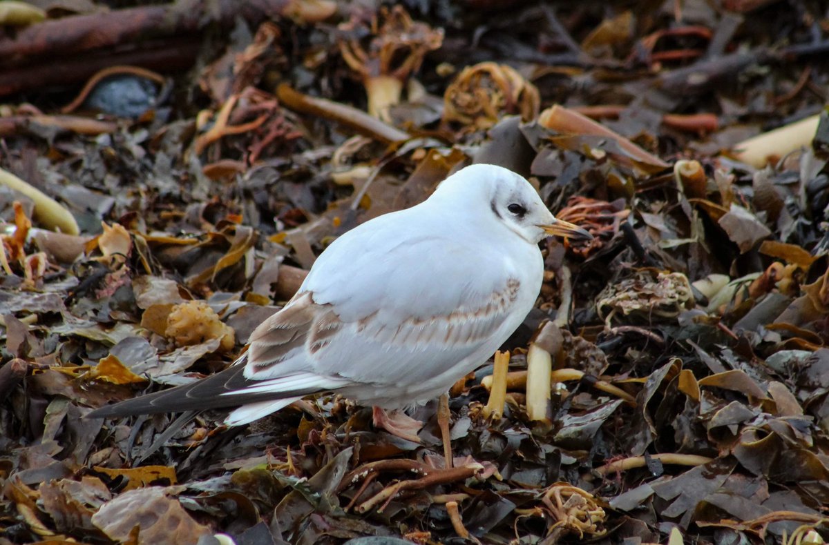CecilTaise's tweet photo. Black headed gulls moulted feathers already in winter plumage I think the markings are pretty @RathlinPoet @RSPBNI @UlsterWildlife #Rathlin #northernireland #ireland #discoverni #ni #nature #birding #causewaycoast #niexplorer #loveireland #visitni #antrim https://t.co/cTtPHtPsOe