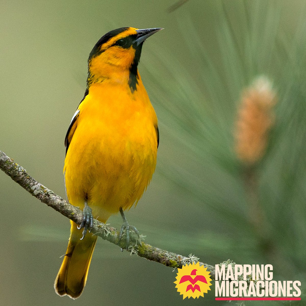 “Mapping Migraciones” was a year-long project by Audubon & @LatinoOutdoors celebrating Latinidad, migration, and the stories that connect us across the globe. For #YoCuento, explore people’s stories of migration & the birds that cross their paths. bit.ly/3Mu5AGl