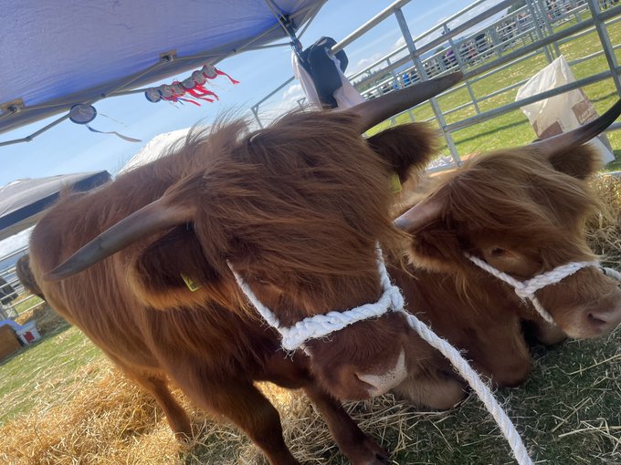 All highland cows look like they&rsquo;re members of an early 2000s emo band. https://t.co/AOlBm6lkpD