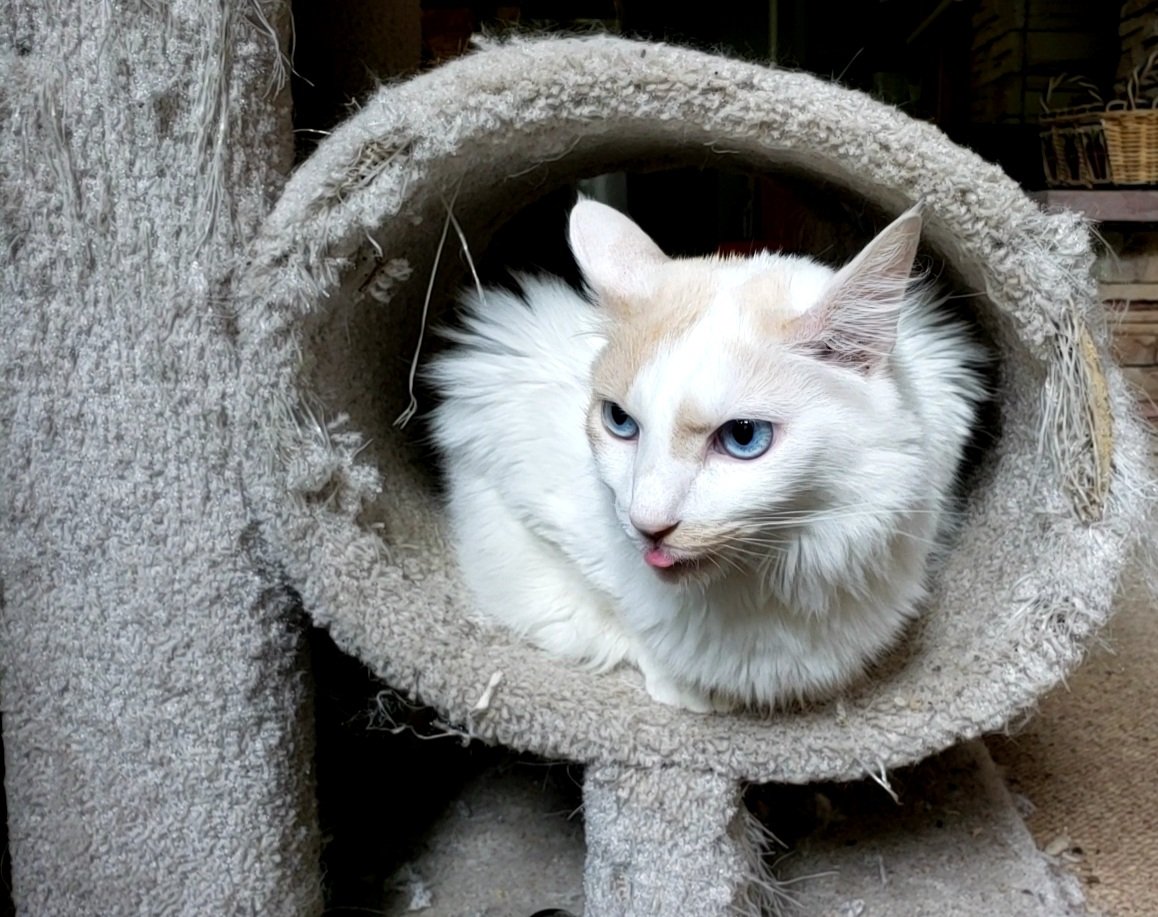 Happy Caturday! Sunny the Sweetie Cat is having a blep moment in his scratching post tube!